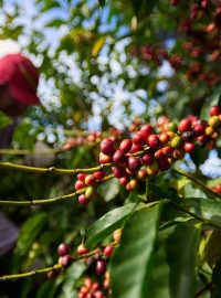 Pěstování kávy v brazilském Ibiraci