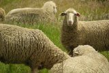 Ve Francii zapsali rodiče malých dětí ke studiu ve vesnické škole čtyři ovce, aby splnili požadavek úřadů na minimální počet žáků
