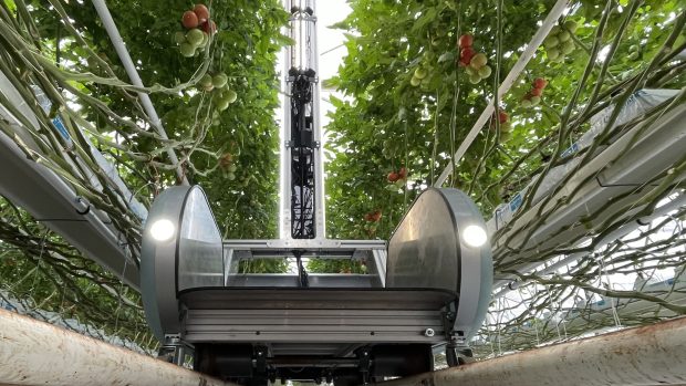 Mezi řádky rajčat se Fravebot pohybuje na systému kolejnic