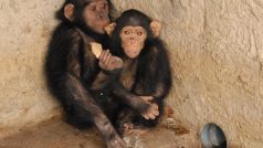 Malí šimpanzi ve své kleci (Cabinda)
