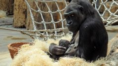Gorila Kijivu drží v náručí dvě a půl hodiny staré mládě