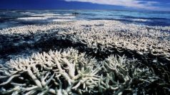 Korály na Velkém bariérovém útesu v oceánu poblíž Austrálie