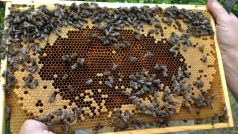 Včelín, včely, včelaři, včelín