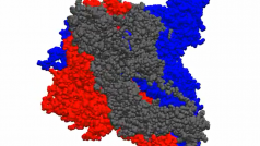 Folding@home analyzuje prostorovou strukturu bílkoviny, která umožňuje vstup do buňky