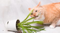 Pokud chováte kočku v bytě a nedáte jí trávu, může se vrhnout na pokojové rostliny