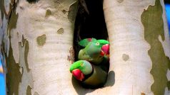 Exotičtí papoušci alexandři velcí si oblíbili platanové stromy po celé Evropě