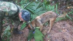 Voják se psem se účastní pátrací akce po přeživších dětech z letadla Cessna 206, které se před více než dvěma týdny zřítilo v džungli ve městě Caqueta.