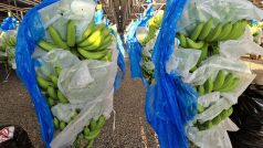 Na Filipínách se pěstuje zhruba 20 druhů banánů. Na plantáži Tadeco se zaměřují na odrůdu cavendish, která je oblíbená na světových trzích. Poprvé tady banánovníky vydaly úrodu v roce 1969