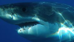Žralok bílý (ilustrační foto)
