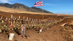 Při požáru na Maui zemřelo 115 lidí. Za každého z nich je na improvizovaném památníku kolem obchvatu Lahainy jeden křížek. Jsou tu i žluté stužky za pohřešované, kterých jsou stovky