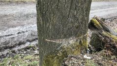 Stromy se nacházejí v aleji, která je již několik měsíců součástí sporu o stavbě protipovodňových opatření