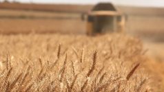 ČSÚ: Sklizeň obilí meziročně klesne o 7,5 %, úroda řepky stoupne.