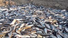 Uhynulé ryby z Bečvy