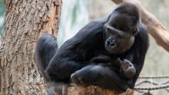 Gorilí mládě podle chovatelů prospívá