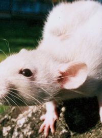 největší zástupce čeledi myšovitých - potkan