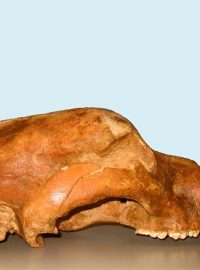 Lebka medvěda jeskynního (Ursus spelaeus)