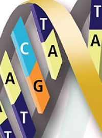 genetika, genomy, geny