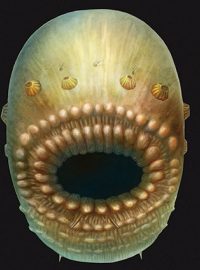 540 milionů starý předek člověka Saccorhytus