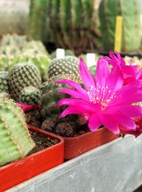 V létě kaktusy nejvíce kvetou, platí to o devadesáti procentech kaktusů