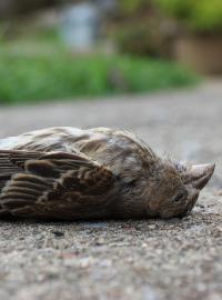 V době klimatických změn mohou někteří ptáci dostat nemoci, s nimiž se neumějí vypořádat