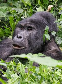 Gorila nížinná v džungli