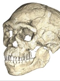 Rekonstrukce lebek nalezených homo sapiens, které jsou o 100 000 let starší, než dosud nejstarší známé.