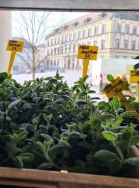 Pro kávu a macešky si můžou nově chodit lidé v Brně do neobvyklého zahradnictví. Místní podnikatel ho otevřel v kavárně na Zelném trhu