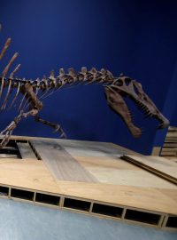 Kostra spinosaura v tokijském muzeu