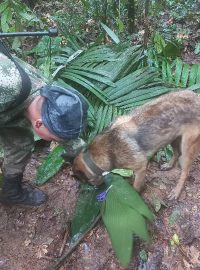 Voják se psem se účastní pátrací akce po přeživších dětech z letadla Cessna 206, které se před více než dvěma týdny zřítilo v džungli ve městě Caqueta.