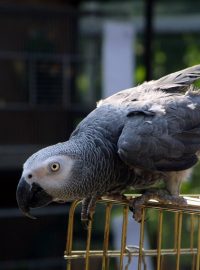 Papoušek šedý