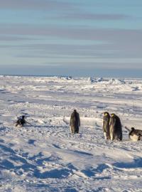 Ze světa zmizela obří kolonie tučňáků císařských. Zjistili to britští vědci s pomocí satelitních snímků (ilustrační snímek)