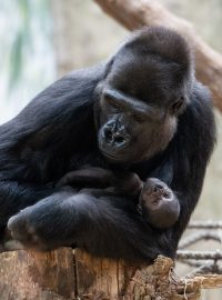 Gorilí mládě podle chovatelů prospívá