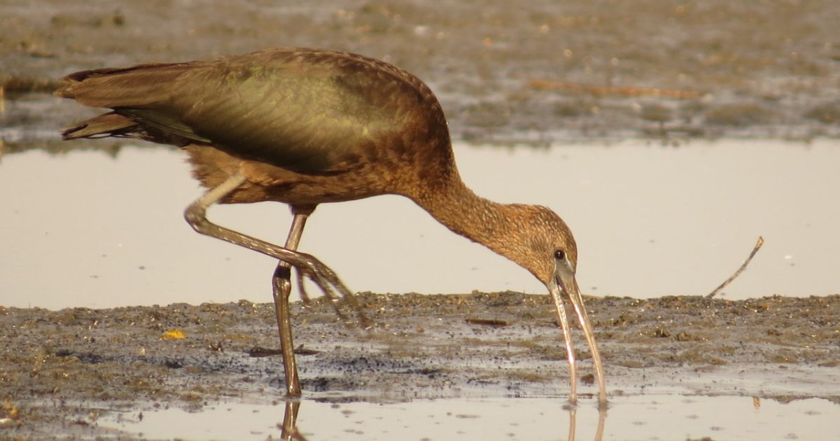 Héron, ibis et foulque macroule.  Les ornithologues de Moravie centrale observent un extraordinaire trio d’espèces d’oiseaux |  iRADIO