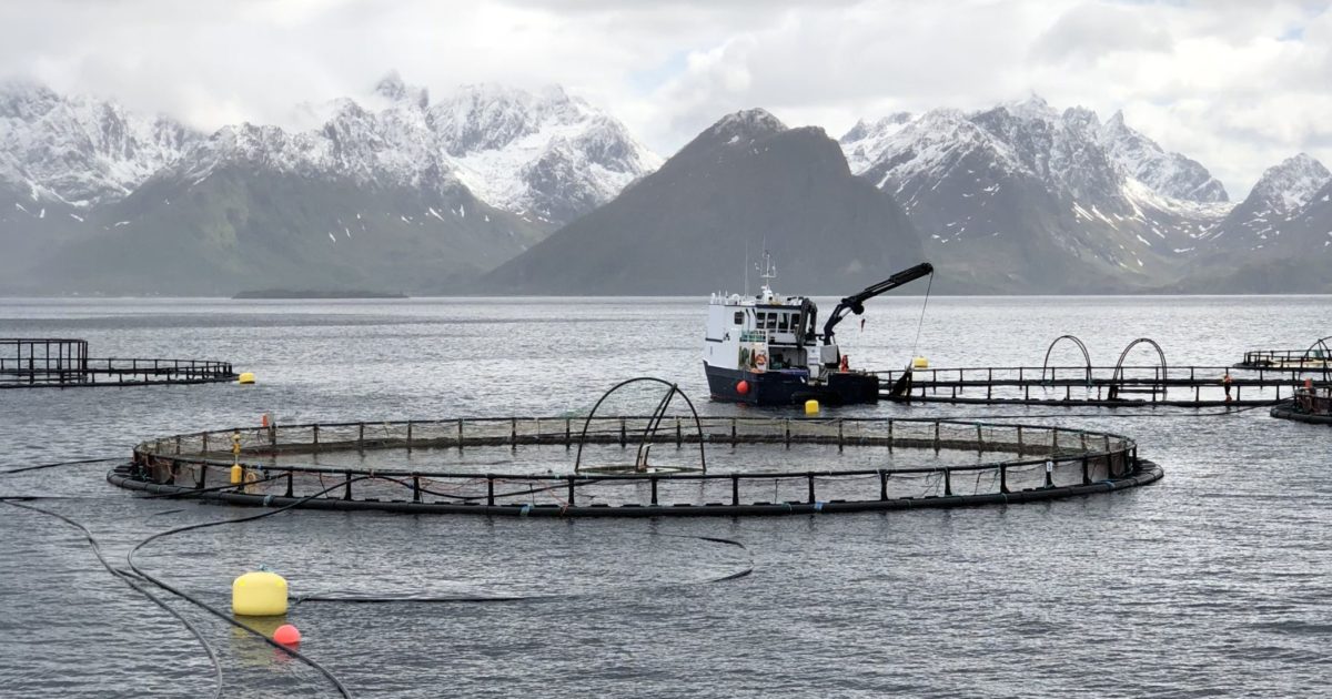 Vi bryr oss om hver fisk, sier Norges største lakseprodusent |  iRADIO