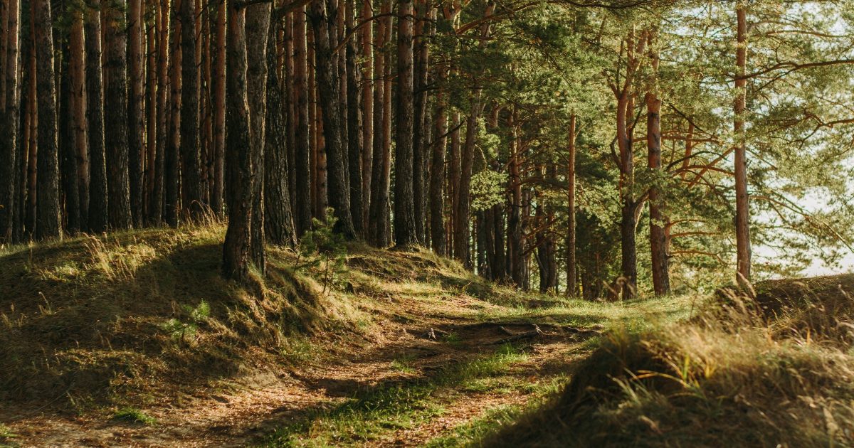 Novela umožní oplocování lesů, varuje ekolog. Část roku budou obory otevřené, garantuje úředník