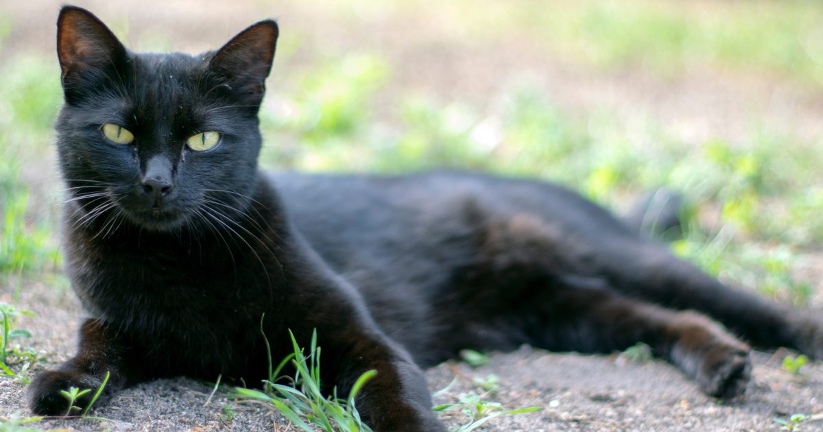 VIDÉO : Des chats errants vont être exterminés en Australie par des robots qui crachent du gel toxique.  Il les reconnaissait à leurs mouvements |  iRADIO