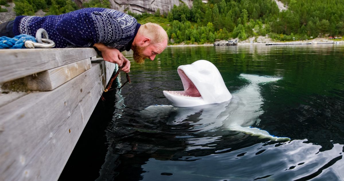 Russian ‘spy’ beluga found dead | iRADIO