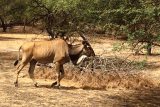 Antilopa Derbyho v rezervaci Bandia v Senegalu