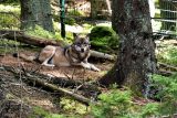 Vlky mohou lidé na vlastní oči vidět v Srní na Šumavě. Žijí zde v oploceném areálu, nad kterým vede lávka pro návštěvníky