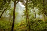 Vysazování stromů se stalo klíčovou součástí taktiky v boji proti klimatické krizi