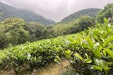 Čajová plantáž v horách v okolí Tchaj-peje