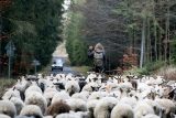 Brdy nejsou jenom luka a lesy, často musejí zvířata po silnici a řidiči musejí mít trpělivost. Za stádem občas jedou i deset minut, většinou ale nadšeně fotografují, zvlášť když mají v autě děti.