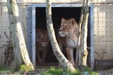 Dvě čtyřleté lvice Luna (vpravo) a Pluša se seznamují s venkovním výběhem po svém středečním příjezdu do Five Sisters Zoo