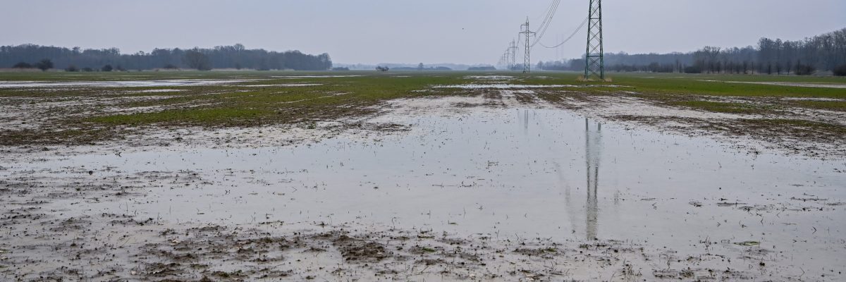 Území pro chystanou gigafactory má problém se spodními vodami. Laguny se na něm vytvářejí pravidelně