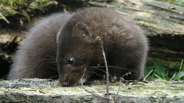 Norek americký (Mustela vison)