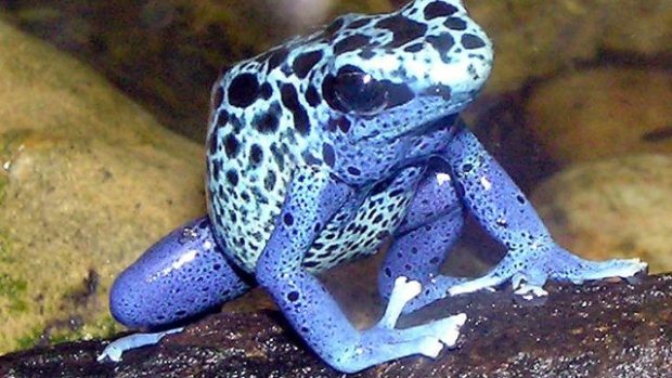 Dendrobates azureus