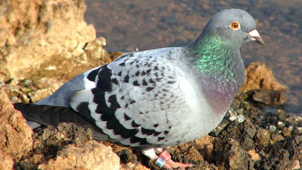 Holub domácí (Columba livia f. domestica)