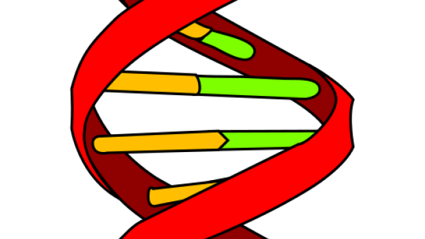 Deoxyribonukleová kyselina (DNA)