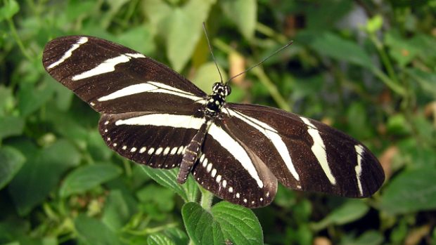 Heliconius charithonia