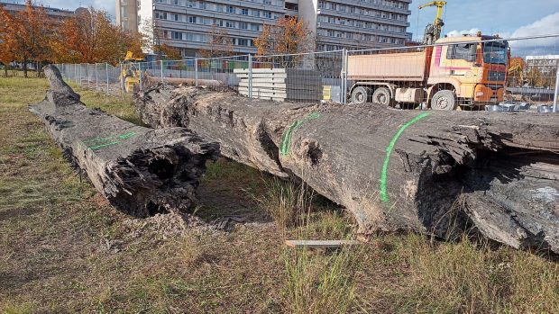 Královéhradečtí archeologové zkoumají dva částečně opracované kmeny, které stavbaři objevili na staveništi u hradecké fakultní nemocnice